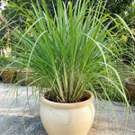 Set 4 Live Lemongrass Plants for Outdoor Planting, 10 Inc Tall Lemon Grass Live Plant, Live Lemon Grass, Lemon Grass Plants, Live Lemongrass Plant, Live Lemongrass Plants in Pot