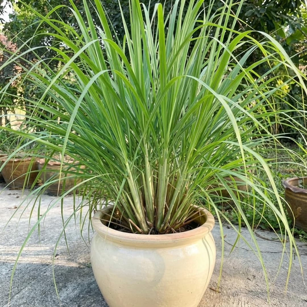 Set 4 Live Lemongrass Plants for Outdoor Planting, 10 Inc Tall Lemon Grass Live Plant, Live Lemon Grass, Lemon Grass Plants, Live Lemongrass Plant, Live Lemongrass Plants in Pot