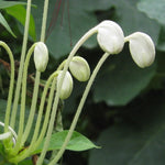 2 Clerodendrum Live Plants, Clerodendrum Assorted Blooms, 5-9 Inc Tall (White)