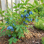 Blue Haskap Honeyberry Live Plant for Planting, Honeyberrie Plant Live 5-8 Inches Tall, Cold Hardy Fruit Bush for Home Garden
