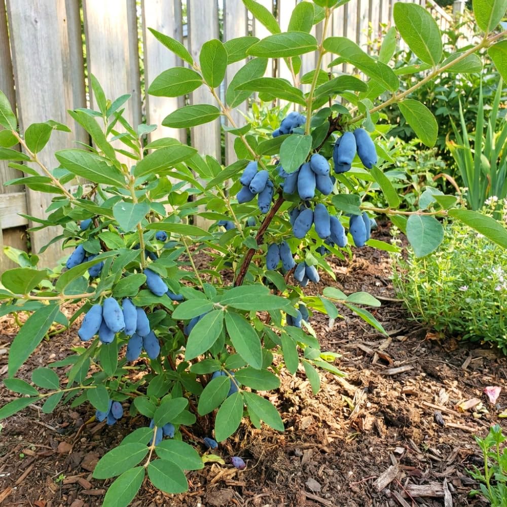 Blue Haskap Honeyberry Live Plant for Planting, Honeyberrie Plant Live 5-8 Inches Tall, Cold Hardy Fruit Bush for Home Garden