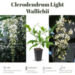 Clerodendrum Plants Live Well-Rooted for Outdoor Planting, White Clerodendrum Wallichii Schmidtii Smithianum Light Bulbs Tropical Live Plant, Chains of Glory Tree, 5"-9" in Tall