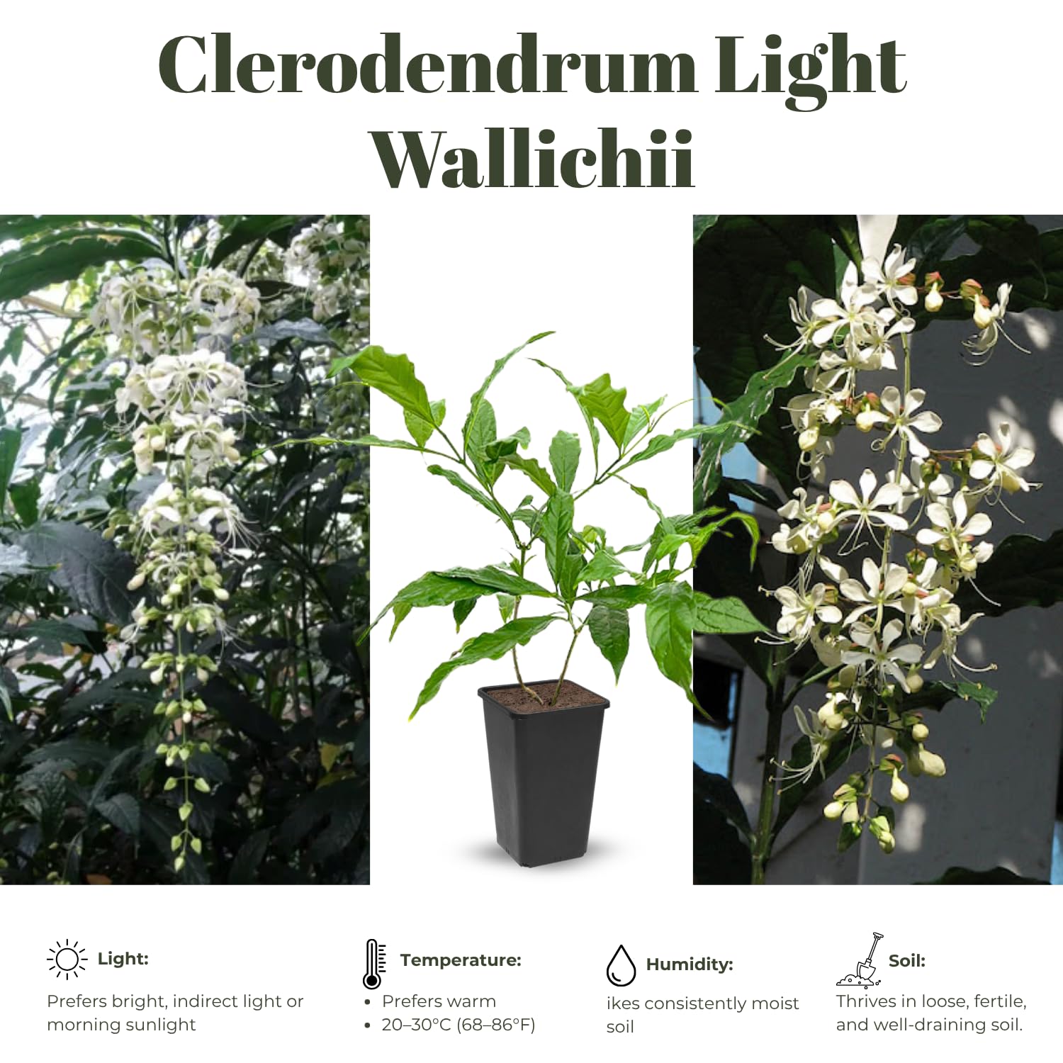 Clerodendrum Plants Live Well-Rooted for Outdoor Planting, White Clerodendrum Wallichii Schmidtii Smithianum Light Bulbs Tropical Live Plant, Chains of Glory Tree, 5"-9" in Tall