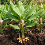 Set 3 Yellow Turmeric Plants Live 4-7 Inches Tall, Fresh Turmeric Roots Plants for Garden, Patio Pots and Indoor Use