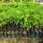 2 Pots Live Malunggay Plants, Moringa Oleifera Live Trees, 6-8" in Tall Drumstick Horseradish Trees Herb for Planting, 7 Months Old Tree