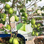 White Guava Tree Live Plant 1 Year Old Seedling, 6-10" Well Rooted, Ready to Bear Fruit Within 1-2 Years