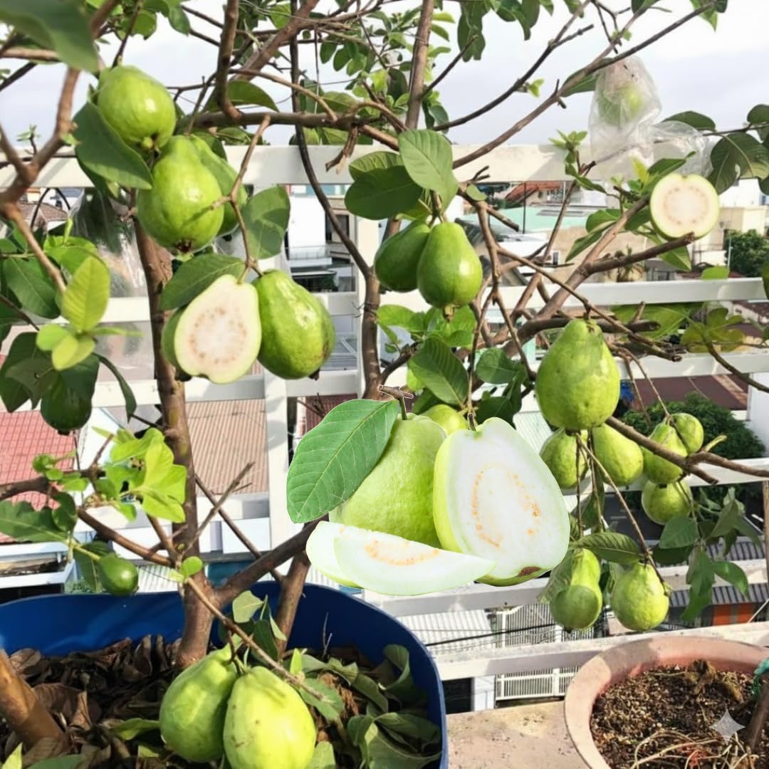 White Guava Tree Live Plant 1 Year Old Seedling, 6-10" Well Rooted, Ready to Bear Fruit Within 1-2 Years