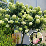 Hydrangea Bush Tree Plants Live, 5-9" Tall, No Pot, Dormant in Winter, Change Color Perennial Planting Indoor Outdoor, Long Lasting Blooms Flower (Lime Green to Pink)