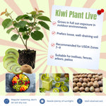 Hardy Kiwi Plants Live, Sweet Berry Vines Well-Rooted 6-8 Inches, Fruit Trees Vines for Garden or Trellis