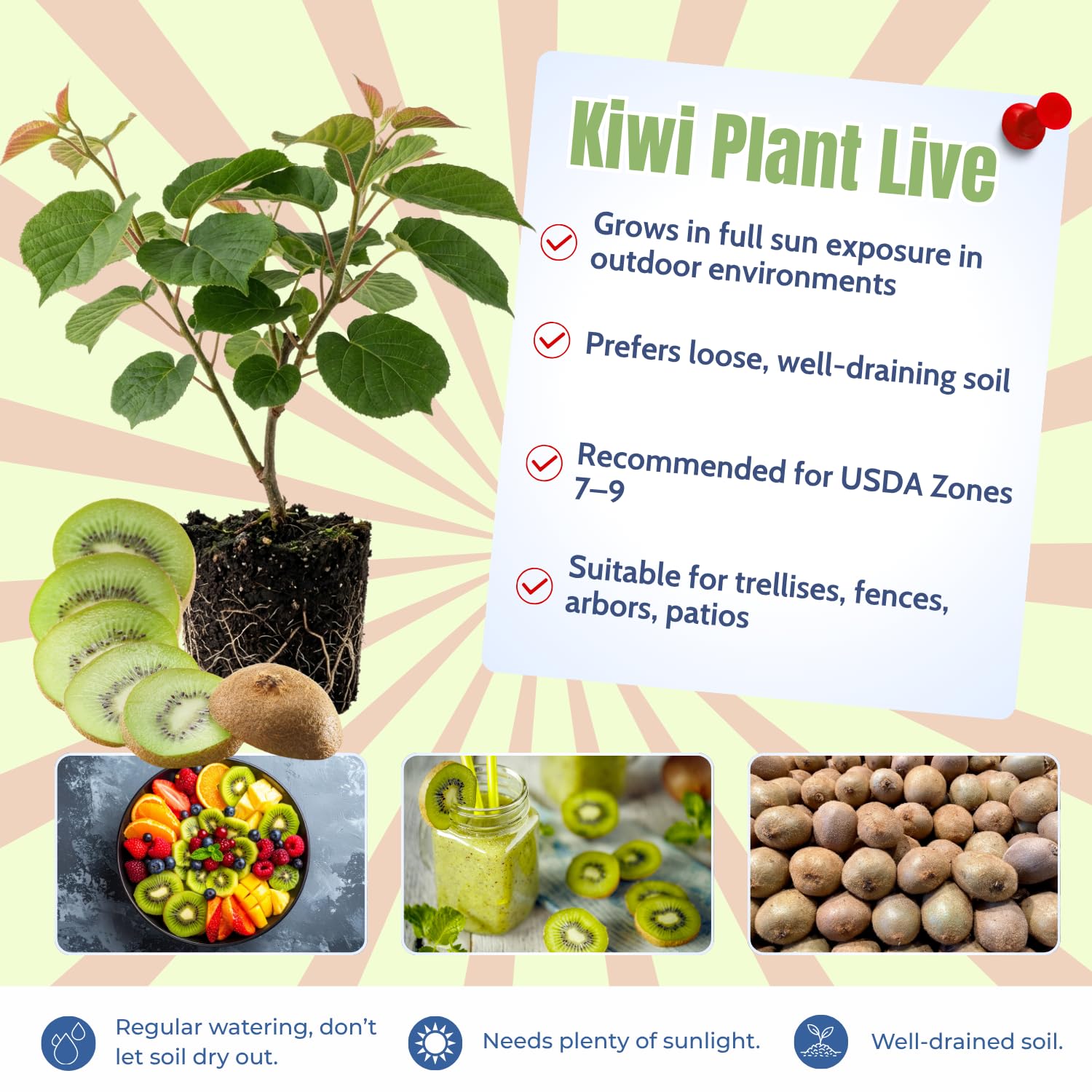 Hardy Kiwi Plants Live, Sweet Berry Vines Well-Rooted 6-8 Inches, Fruit Trees Vines for Garden or Trellis