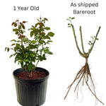 Rose Plant Live, Roses Bush for Outdoor Garden, 5-10 Inch Tall, Ornamental Flowering Shrub with Fragrant Blooms, Ready to Plant (Purple Rose)