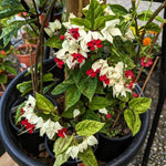 3 Clerodendrum Bleeding Heart Vine Plants, Heart Shaped Blooms, 4-9 Inch Tall, Indoor Outdoor Planting (White Red)