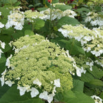 Hydrangea Plant Live, Reblooming Hydrangea Flowers Well-Rooted, Hardy Bush Shrub, 5-9" Tall, Vibrant Shades (White Hydrangea)