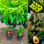 8-12" HASS Cold Hardy Avocado Tree Live Plant in Pot, Well-Rooted 9 Months Old Avocado