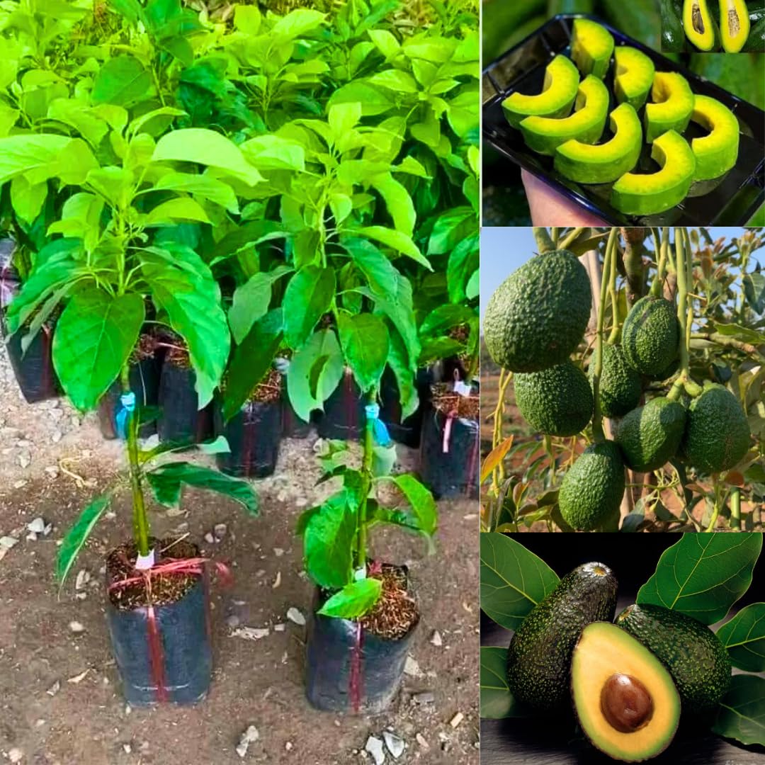 8-12" HASS Cold Hardy Avocado Tree Live Plant in Pot, Well-Rooted 9 Months Old Avocado
