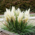 2 Pampas Grass Live Plants, White Pampas Grass Plants Live, Ornamental Grasses Live Plants Perennial Outdoor Garden, 5 to 8Inc Long