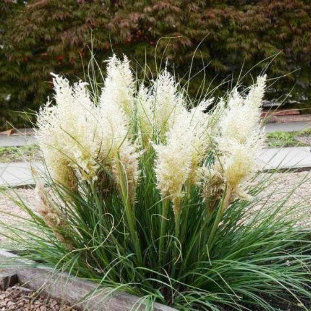 2 White Pampas Grass Plants Live, Ornamental Grasses Live Plants Perennial, Pampas Grass Live Plants Outside