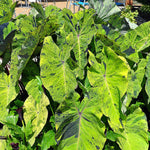 Combo 2 Black Green Colocasia Live Plants, 5 to 8" in Tall, Elephant Ear Esculenta Taro Alocasia Live Plant for Planting, Live House Plant Colocasia