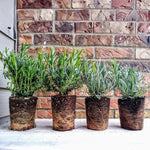 2 Live Spanish Lavender Plants for Outside Planting, Perennial Lavandula Plants Live Fragrant Flowers, Well-Rooted 5-8" for Spring Bloom