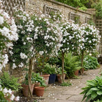 2 Poet Jasmine Live Plants, Fragrant Flowering Shrubs, 4-6" Tall