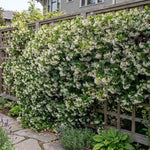 2 Confederate Jasmine Live Plants, Fragrant Flowering Shrubs, 4-6" Tall
