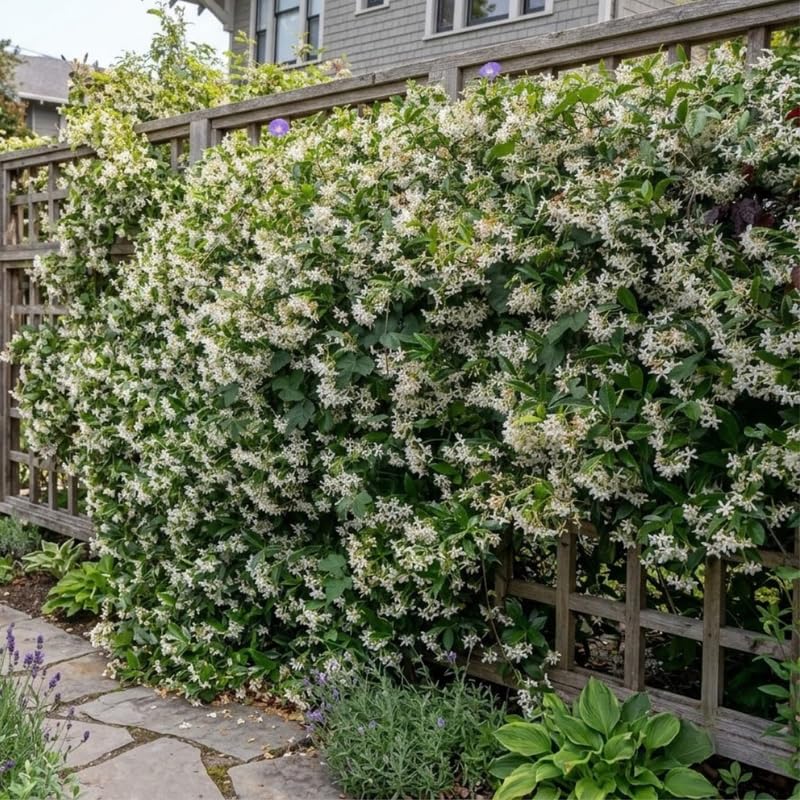 2 Confederate Jasmine Live Plants, Fragrant Flowering Shrubs, 4-6" Tall