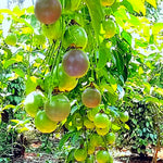Passion Fruit Tree Live Plant, Passionfruit Vine Plant, 5 to 7 Inc in Height, Passionfruit Plant Live Planting (Purple)