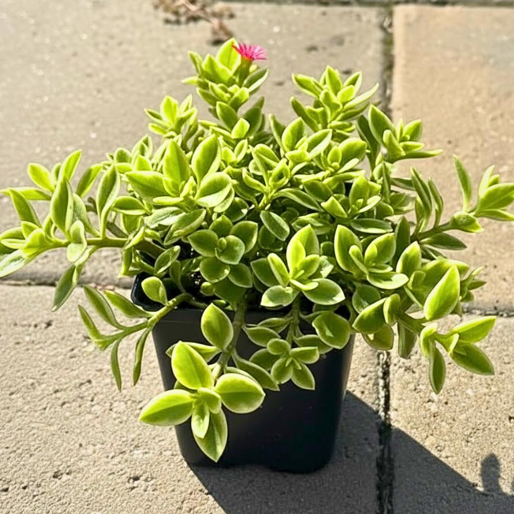 Variegated Ice Plant, Baby Sun Rose Live Plant, Ice Plants, Variegated Foliage for Indoor Outdoor Growing, 4-6 Inches Tall in 4 Inch Pot