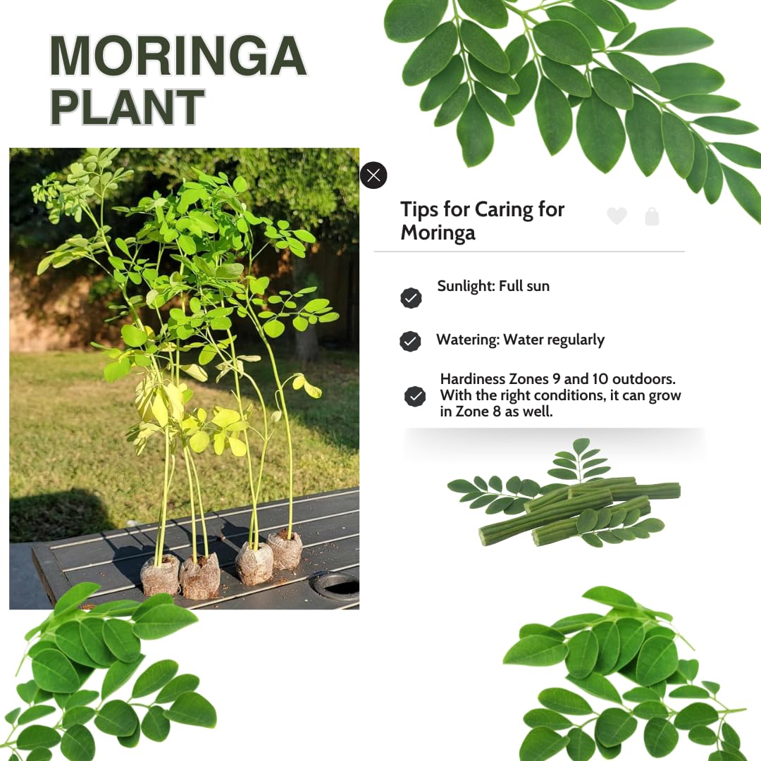 2 Pots Moringa Oleifera Live Trees Plants, 6-10" Tall, Drumstick Horseradish Malunggay Trees Herb, Zones 9-11, 8 Months Old Seedling Tree