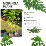 Moringa Tree Live Plant, Malunggay 6 to 8 Inc Tall Moringa Plants Live, Drumstick Horseradish Tree, Herb Moringa Plants to Plant Outdoor