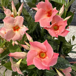 3 Mandevilla Plants Live, 5-10” Tall Flowering Mandevilla Vines for Trellis, Outdoor Patio, Garden Pots, Trailing Mandevilla Seedlings (Peach Mandevilla)