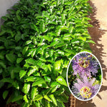 Pack 2 Passion Flower Plants Live, Passiflora Vine Well-Rooted, 5-7 Inch Tall Climbing Vine for Garden Trellises and Fences, No Pot (Purple Passion Flower)