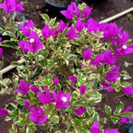 Set 2 Blueberry Ice Bougainvillea Live Plants 4-7 Inches Tall, Vibrant Bumgainvillea Flowering Vines for Garden, Patio Containers and Indoor Growing