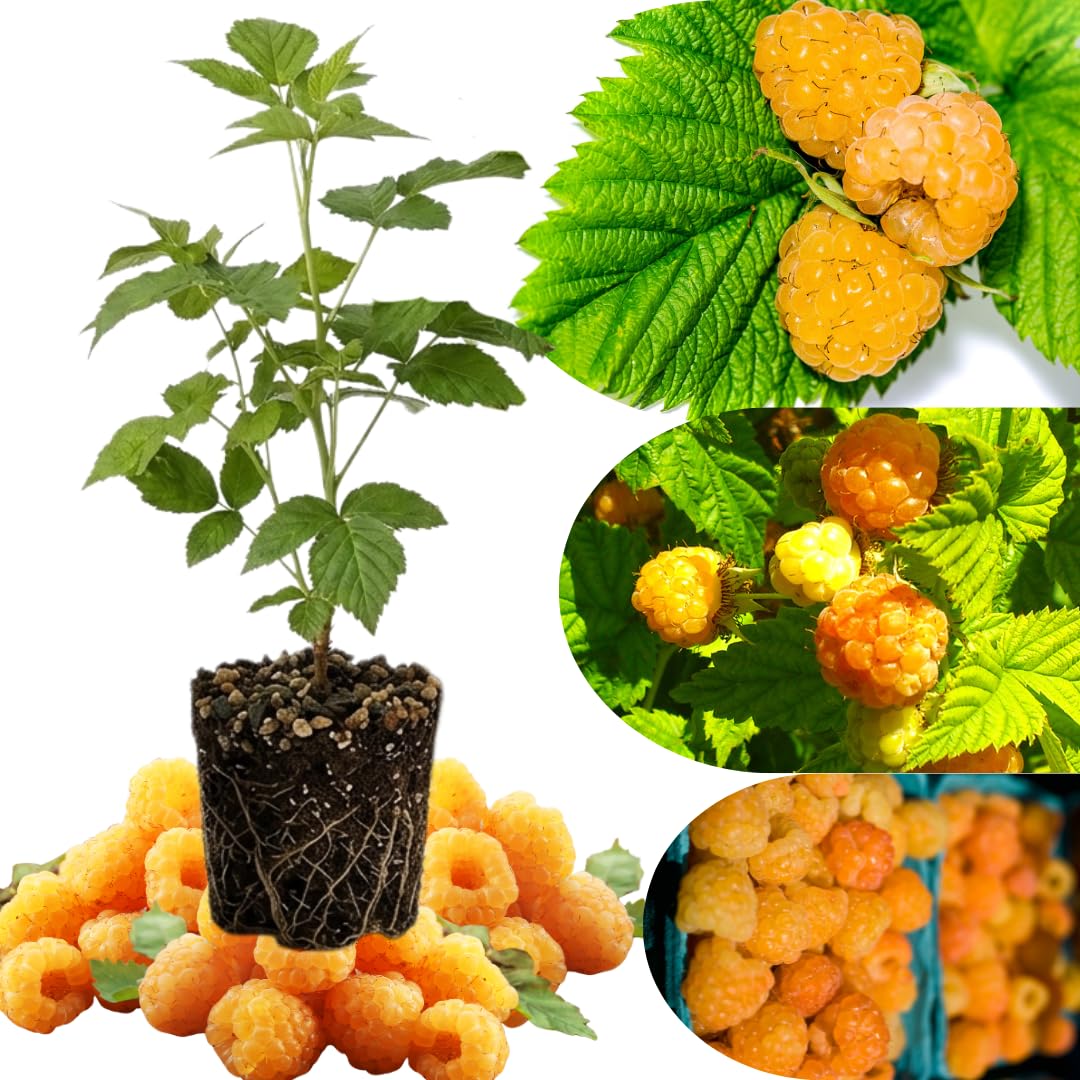 Everbearing Raspberry Bush Plant Live, Cold Hardy, Raspberries Plants Established Roots Live for Planting, 1 Plant 5-9 Inc Tall, No Pot (Yellow)