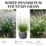 2 Grass Ornamental Grasses Seedlings, Live Grass Perennial Hardy Ornamental Plants, Outdoor Planting, 5-9" Tall (White Fountain)