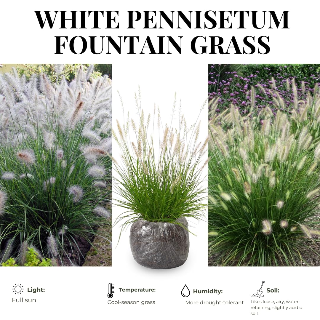 2 Grass Ornamental Grasses Seedlings, Live Grass Perennial Hardy Ornamental Plants, Outdoor Planting, 5-9" Tall (White Fountain)