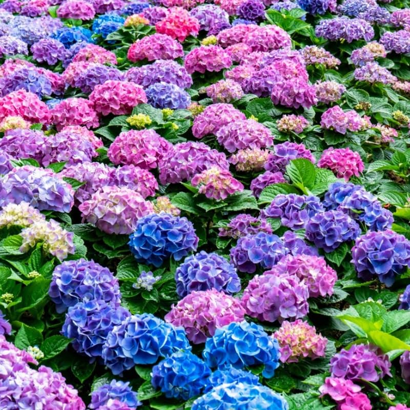 Reblooming Hydrangea Flowers, Hardy Hydrangea Plant Live Bush Shrub, 5-8" Tall Well-Rooted for Garden, Change Colors (Multicolor)
