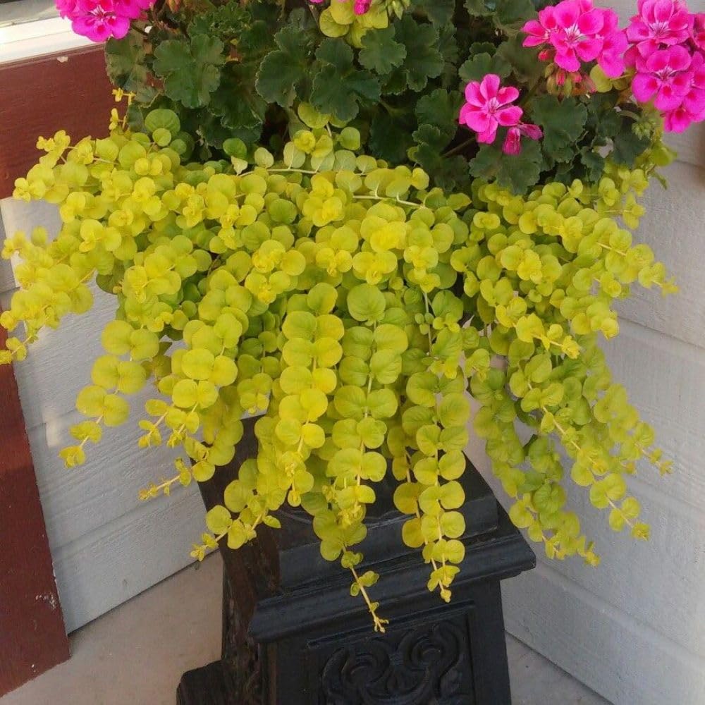 2 Golden Creeping Jenny Live Plants, 2-3 Inches Tall, Creeping Plant, Trailing Perennial Starter Plants for Home Garden Ground Cover