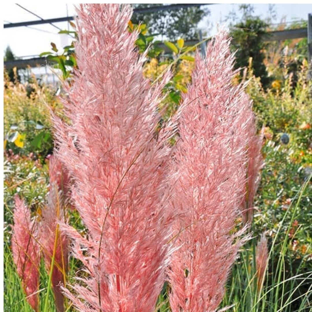 2 Pampas Grass Live Plants, Pink Pampas Grass Plants Live, Ornamental Grasses Live Plants Perennial Outdoor Garden, 5 to 8Inc Long