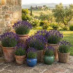4 Phenomenal Lavender Plants Live, Fragrant Lavender Herb for Garden, Patio Containers and Indoor Décor, 4-7 Inches Tall