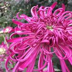 Chrysanthemum Flower Plant, Pink Mums Plant Live, 5 to 7 Inc Tall Chrysanthemum Plants Live for Gardening Outdoor Indoor, Growing Planting Mum Live Plant