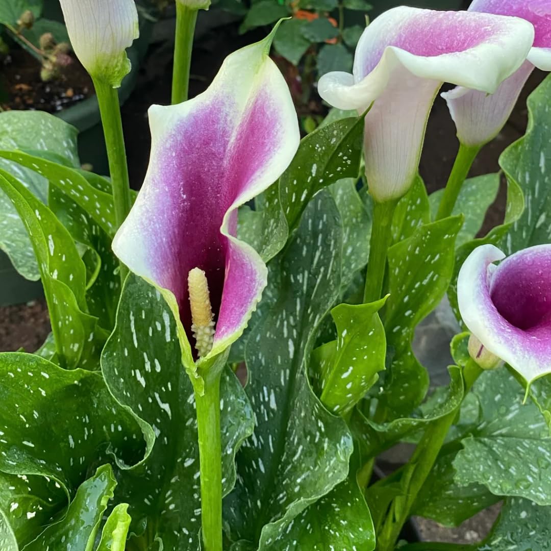 Pack 3 White Purple Calla Lily Bulbs - Calla Lily Flowering Bulbs for Garden and Containers, Easy to Grow Summer Blooms
