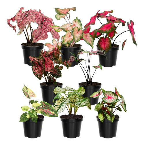 2 Caladium Plants Live for Planting, 4 to 6 Inc Tall, Caladium Live Plants Garden, 4 Inc Potted (Mix)