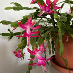 Pink True Christmas Cactus Plant, 4 Inch Pot Holiday Succulent, Rare Perennial Pink Christmas Cactus Live Plant, 4 to 6 Inch Tall Flower Plants for Indoor Garden, Hanging Basket, No Pot