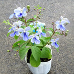 Clerodendrum Plants Live Well-Rooted for Outdoor Planting, Blue Butterfly Clerodendrum Wallichii Schmidtii Smithianum Light Bulbs Tropical Live Plant, Chains of Glory Tree, 5"-9" in Tall