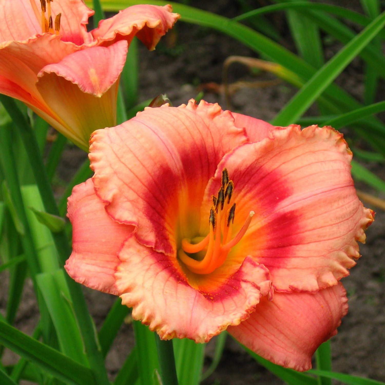 Pack 3 Daylily Bulbs for Planting, Hardy Perennial Flower with Vibrant Blooms, Reblooming Daylilies Bulbs for Garden Borders and Containers (Strawberry)