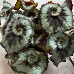 Begonia Live Plant, Begonias Live Plant, Rare Begonias Plants, 5-7 Inches in Height for Indoor Houseplant (Green Begonia)
