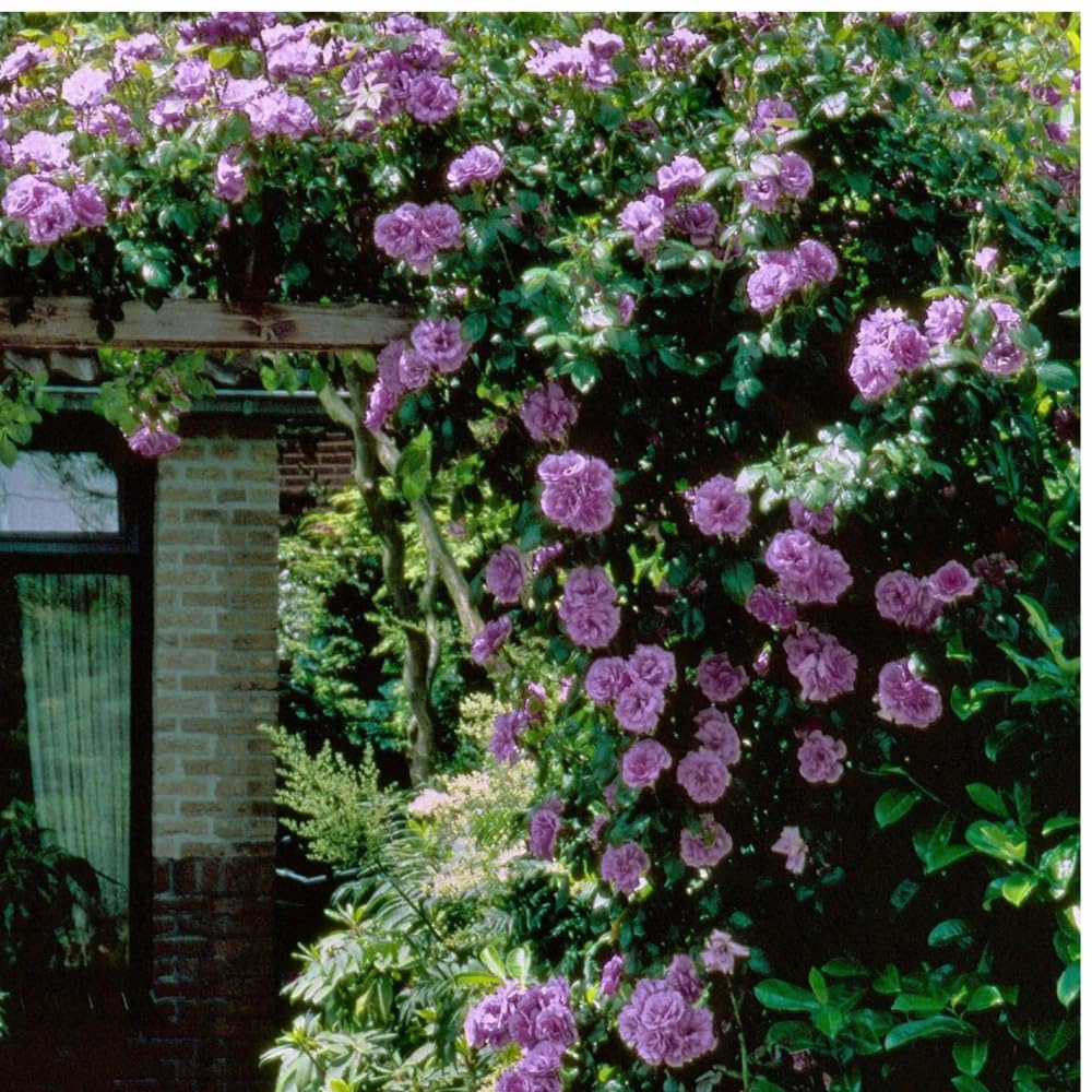 Rose Plant Live, Rose Bush Live Plant, Fragrant Flowers Ready to Plant, 5-9 Inch Height, Well-Rooted, No Pot (Purple Rose)