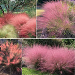Set 2 Grass Plants Live for Planting, 5-9 Inch Tall, Ornamental Grasses Live Plants Perennial Grass, Well-Rooted (Mixed Muhly Grass)