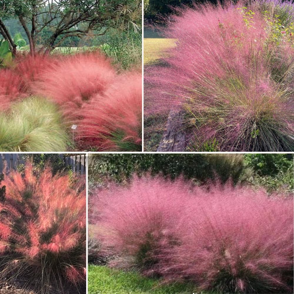 Set 2 Grass Plants Live for Planting, 5-9 Inch Tall, Ornamental Grasses Live Plants Perennial Grass, Well-Rooted (Mixed Muhly Grass)